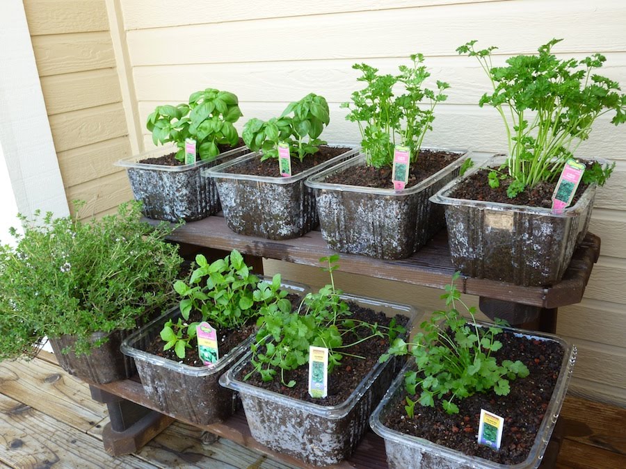 Herb Garden Quotes