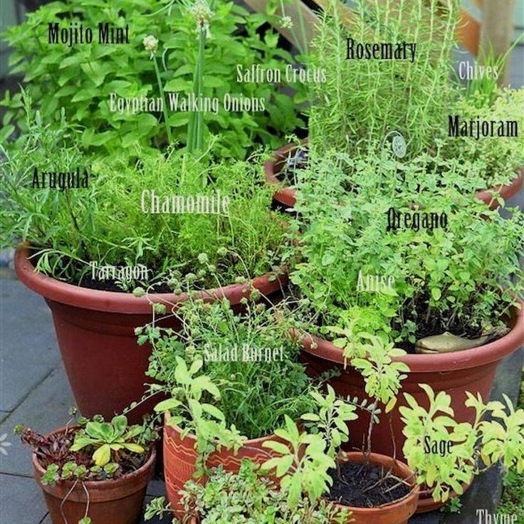 23 Basic Herb Garden Ideas You Cannot Miss SharonSable