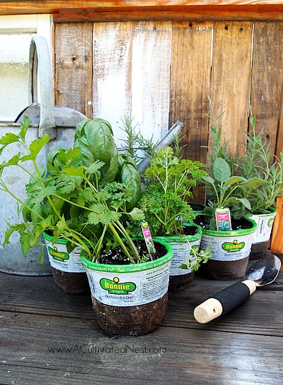 A Onepot Indoor Herb Garden