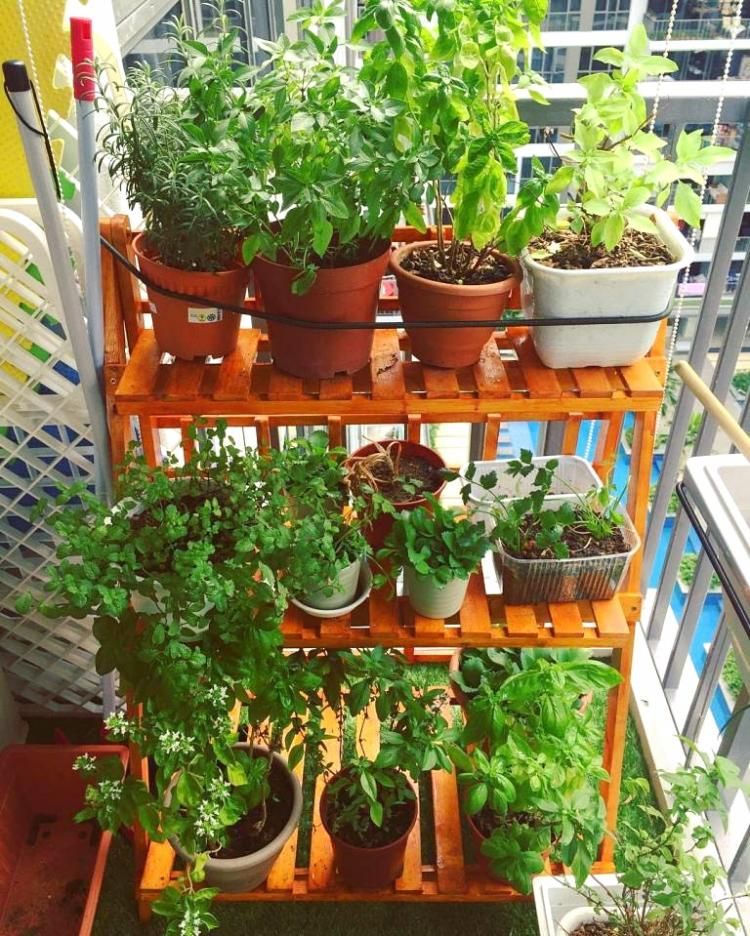 Diy Colorful Indoor Herb Garden