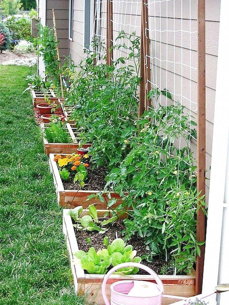 Hydroponic Gardening Ideas