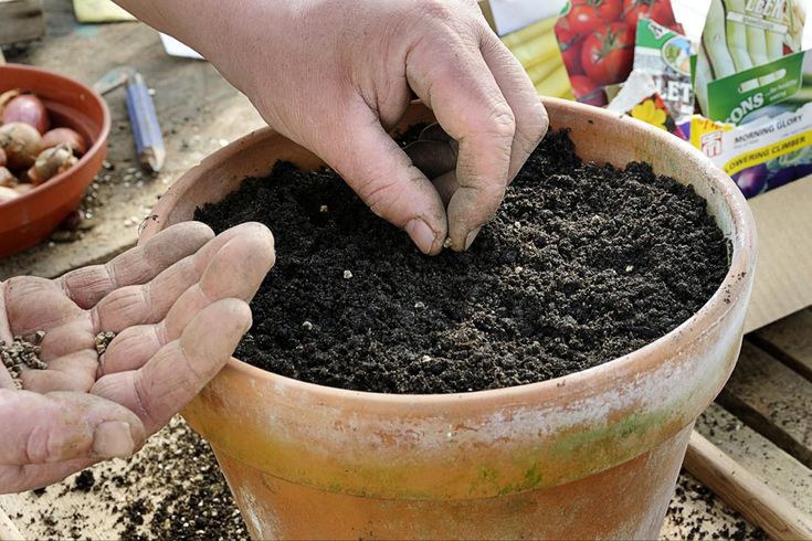 Containers Mix Soilless Ingredients