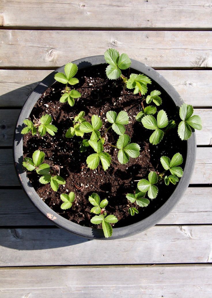 Backyard Container Vegetable Garden