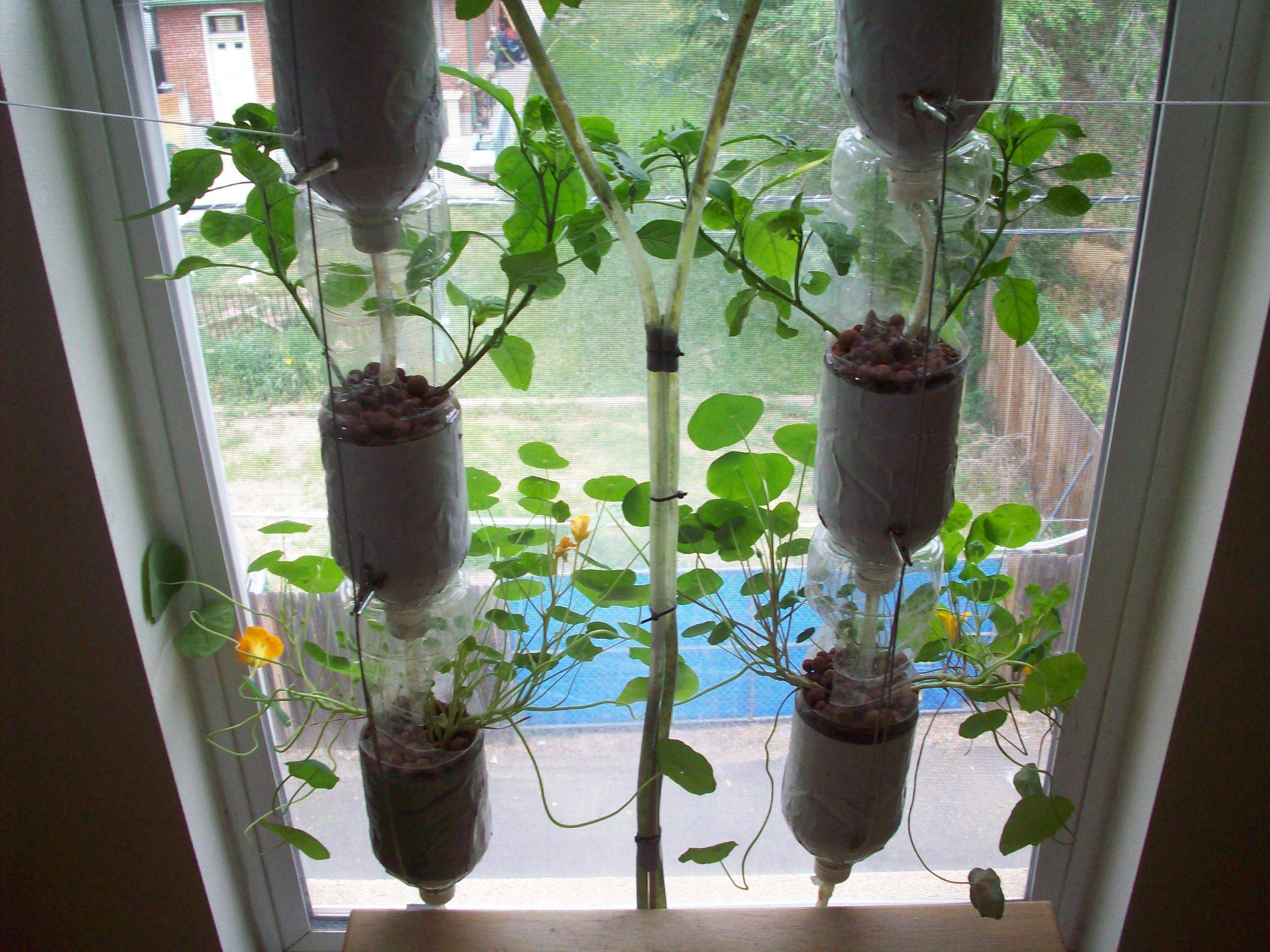 Favourite Vegetable Hydroponic Garden Ideas