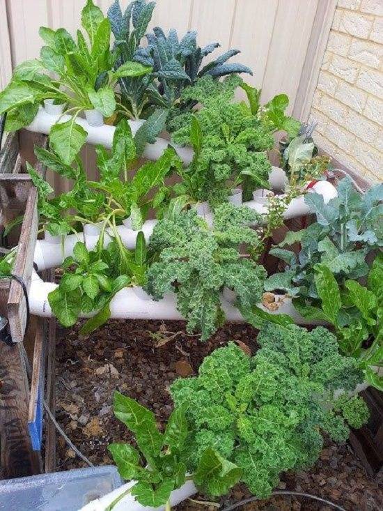 Best Creative Aquaponics Setups