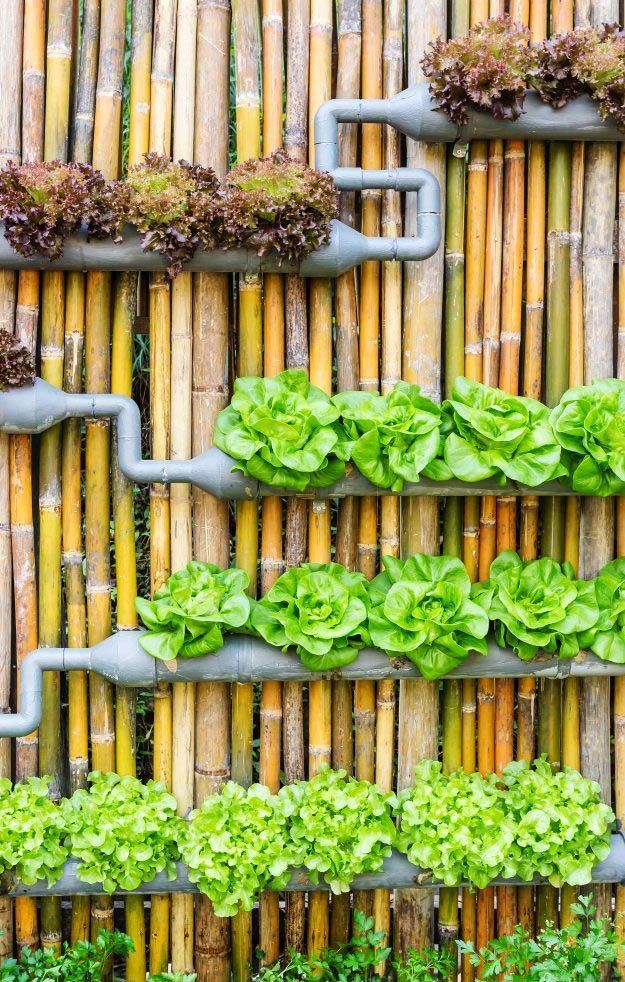 Hydroponic Garden Ideas