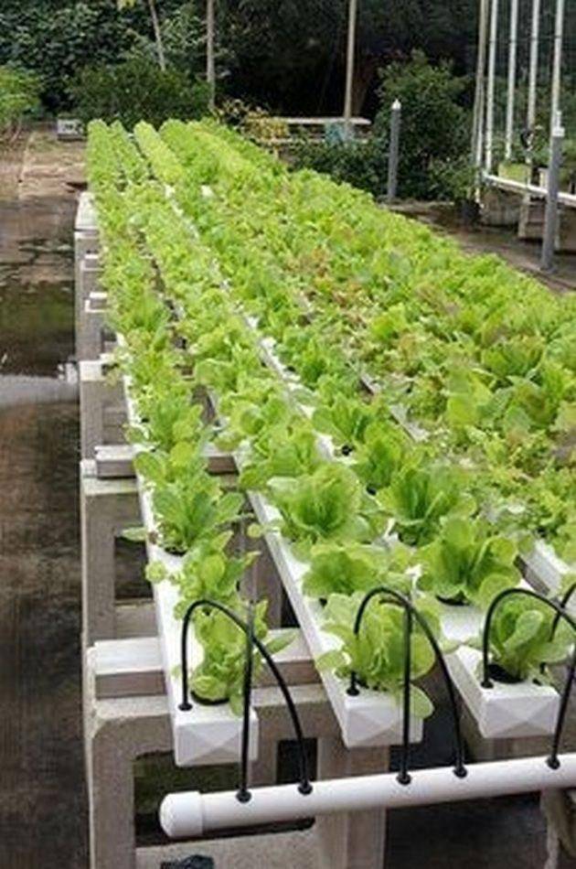 Best Hydroponic Garden Ideas