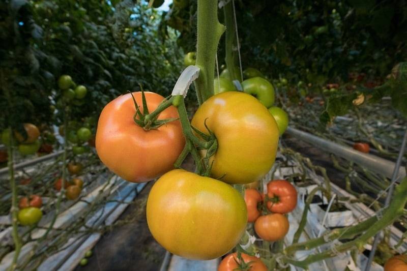 Best Hydroponic Garden Ideas