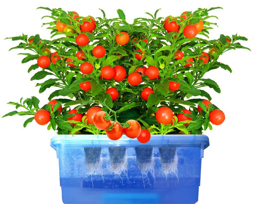 Best Hydroponic Garden Ideas