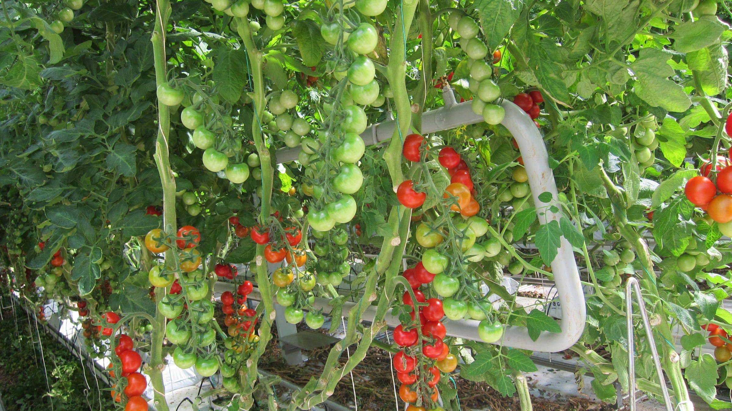 Hydroponics Urban Gardening Vegetable