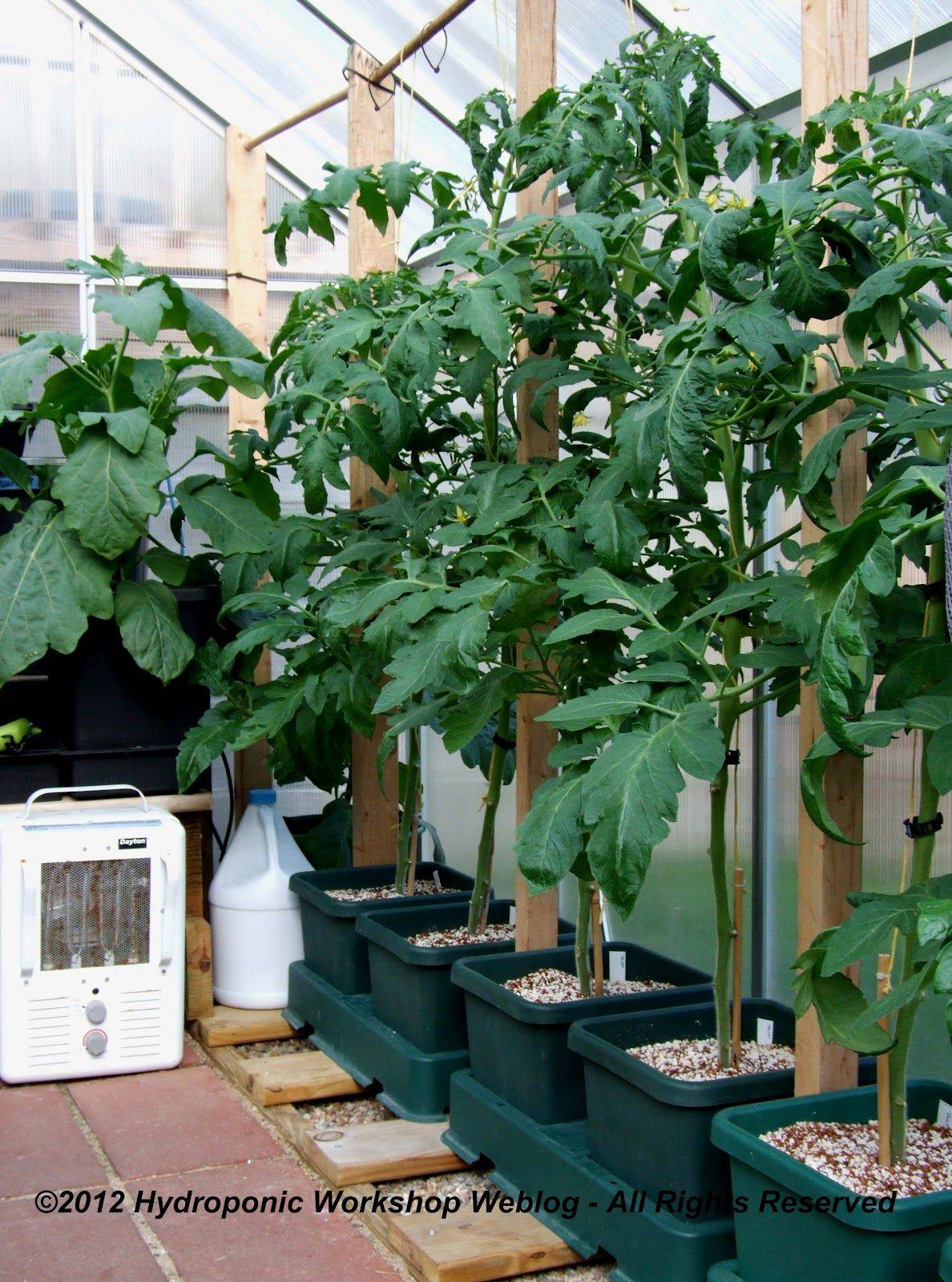 Hydroponics Urban Gardening Vegetable