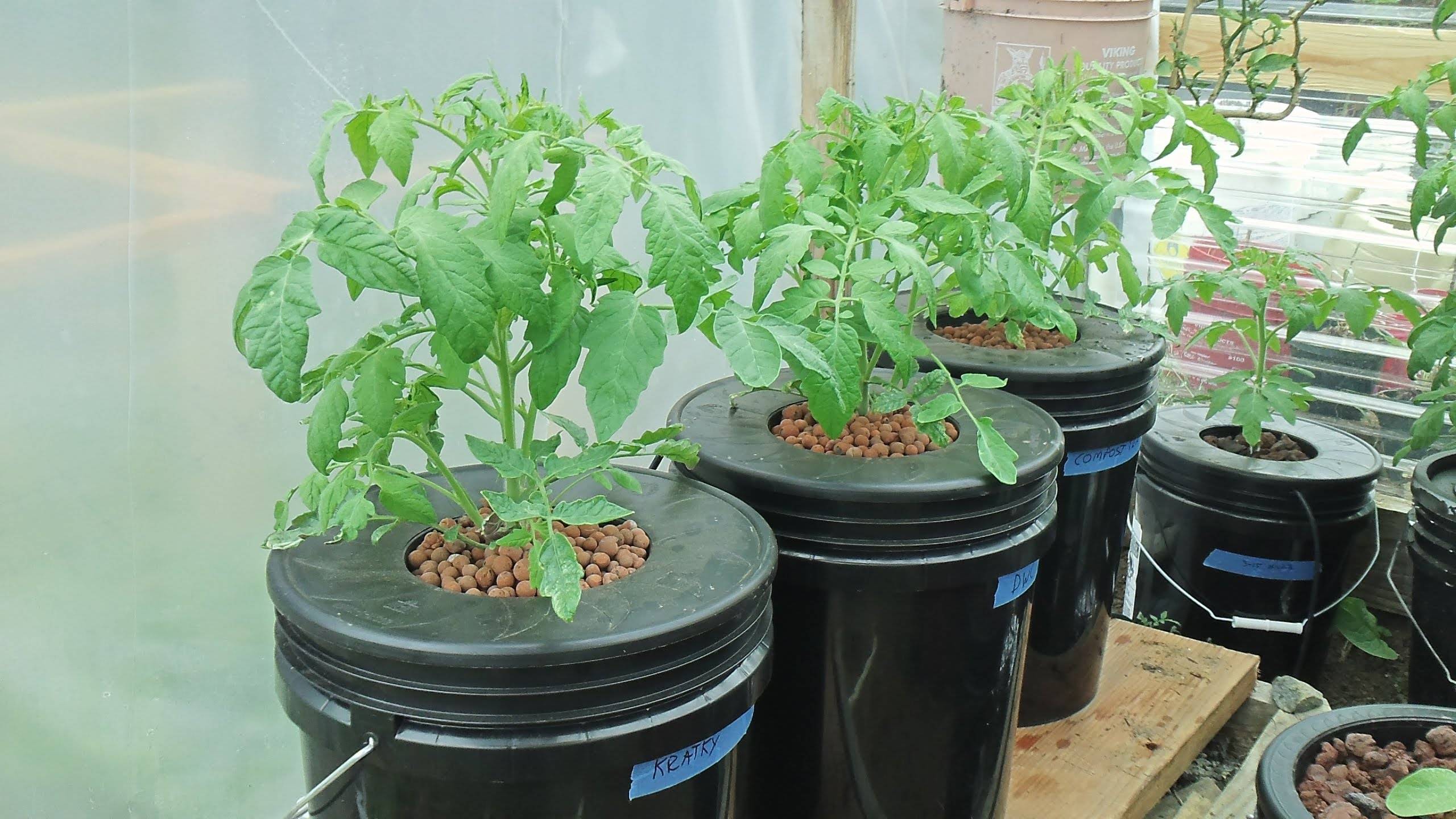A Gallon Self Watering Tomato