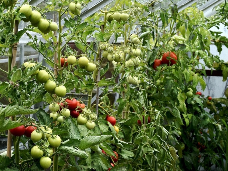 Hydroponic Gardening