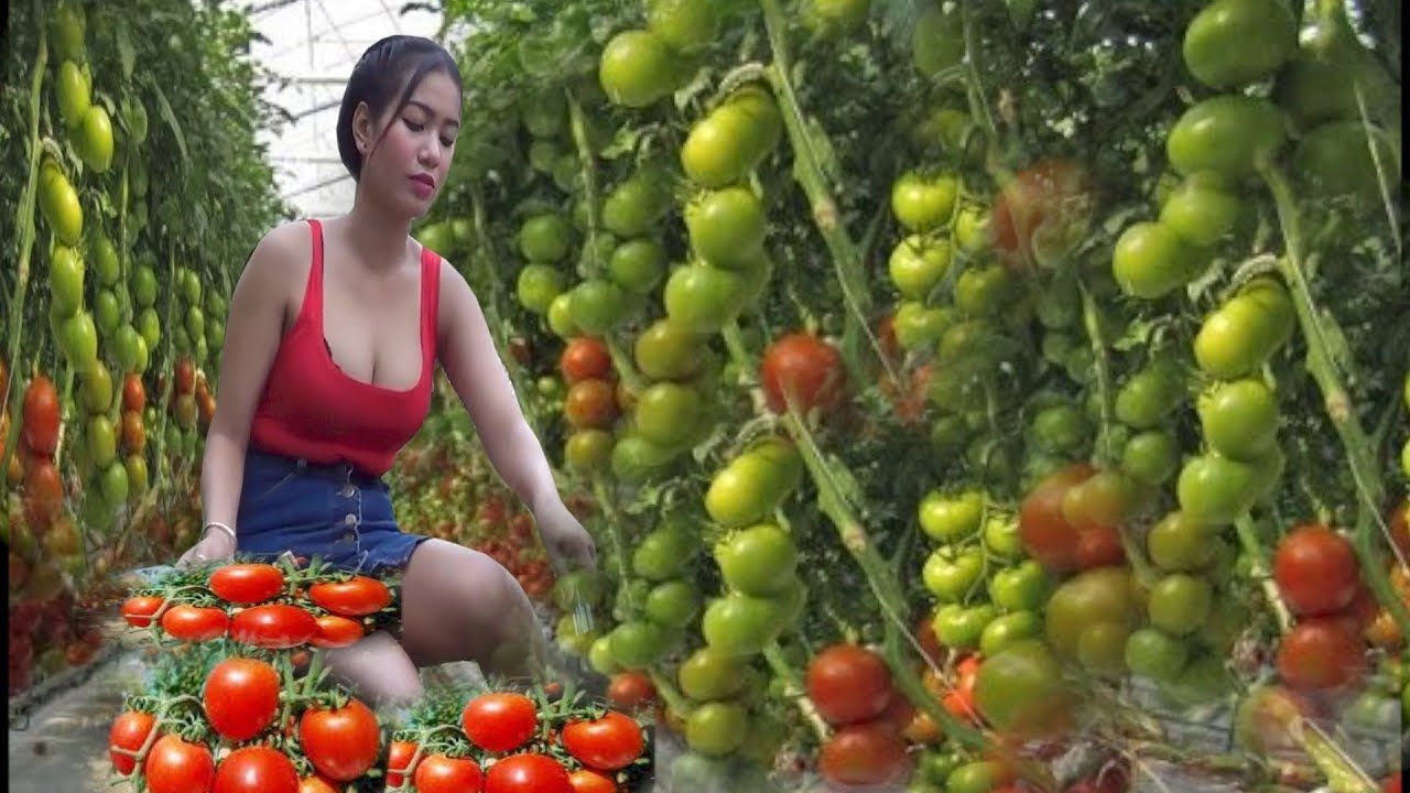 Hydroponic Tomato Farm