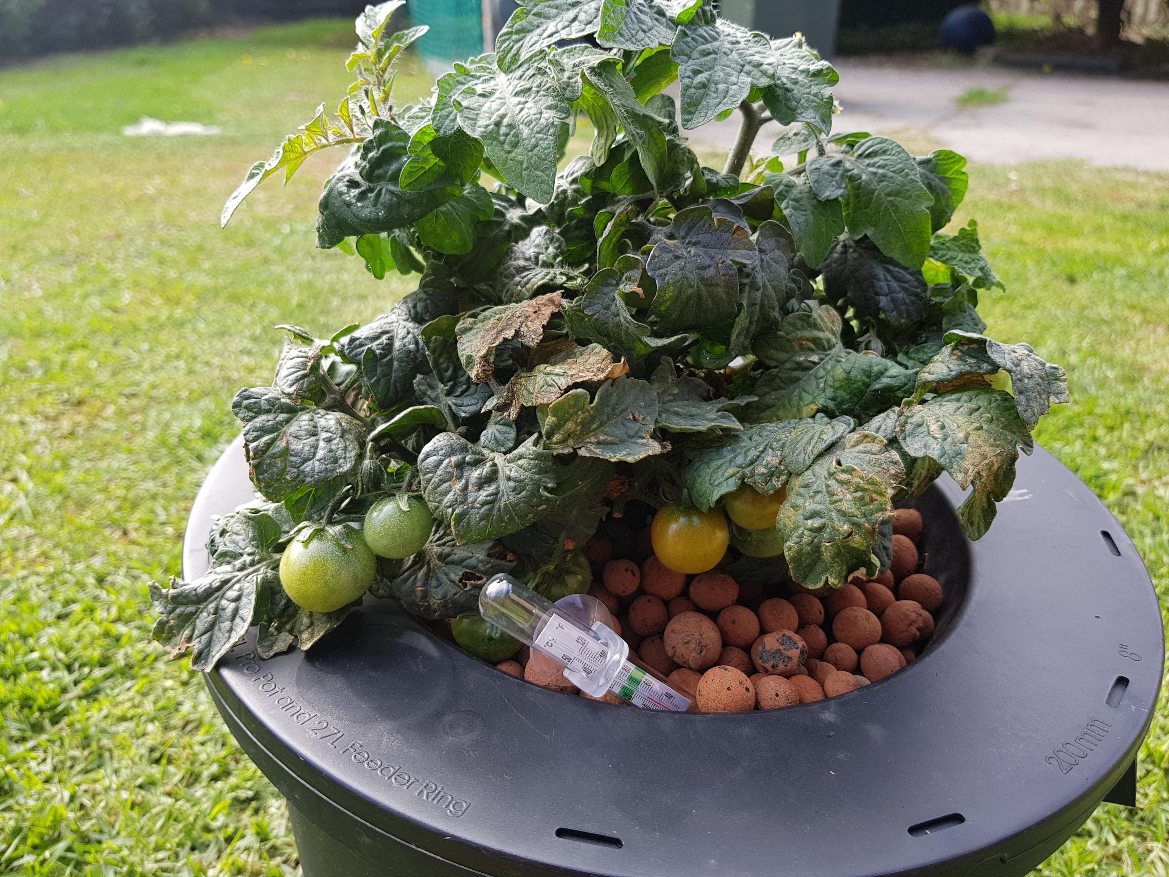 Hydroponic Tomato Hydroponic Gardening