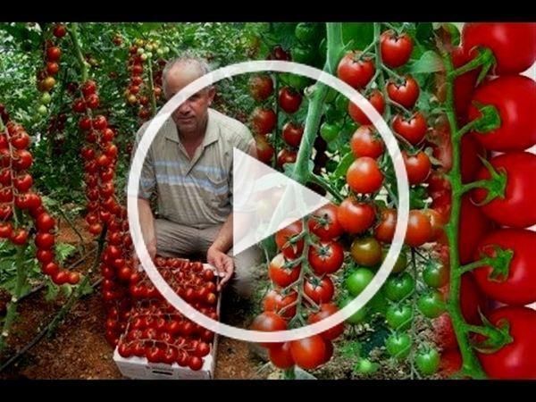 Hydroponic Vegetables