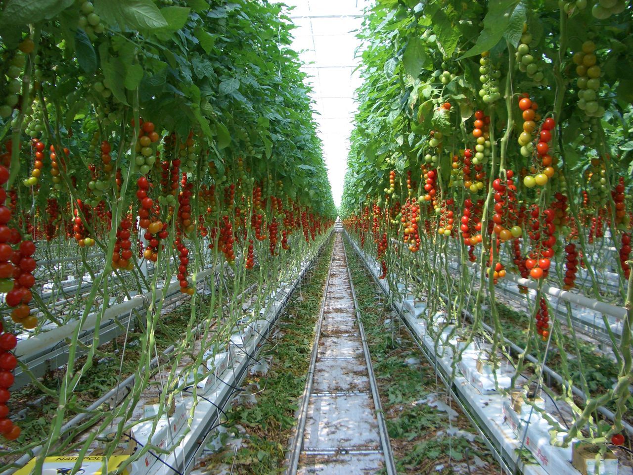 Our Tomato Trellis