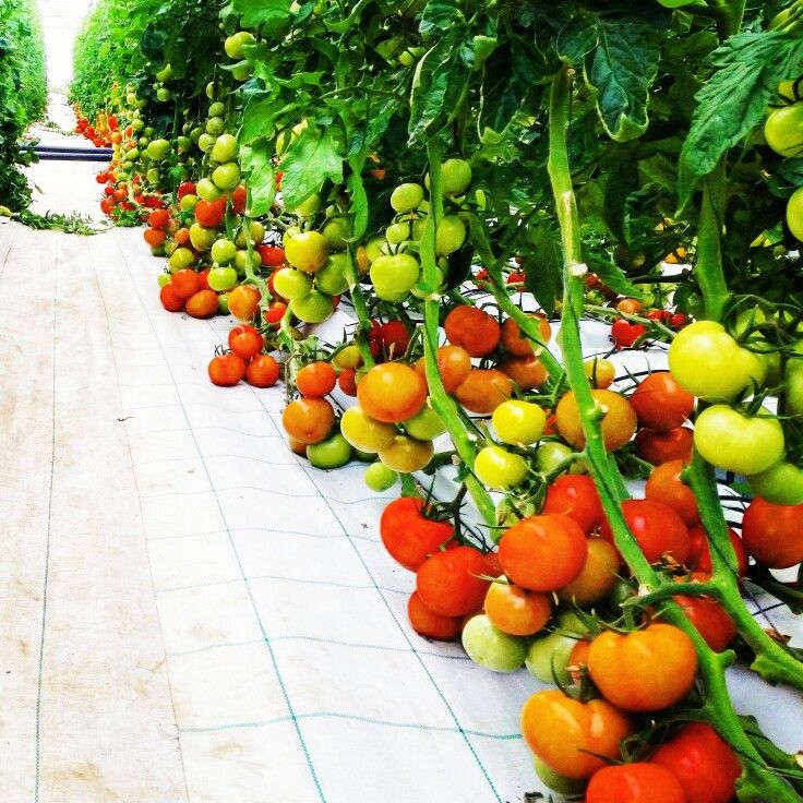 Hydroponic Tomatoes Yearround Hydroponics