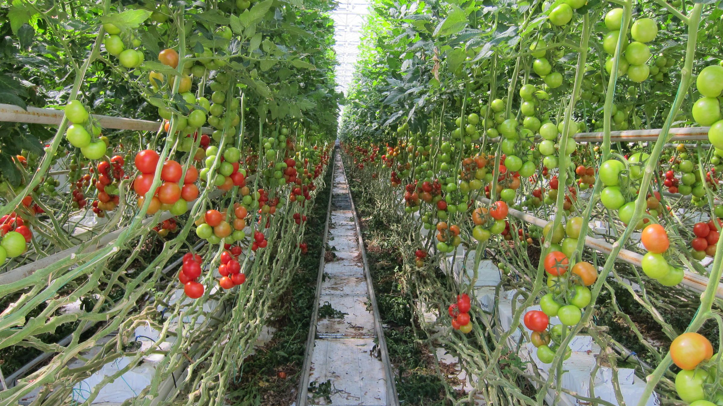 Indoor Hydroponic Tomatoes