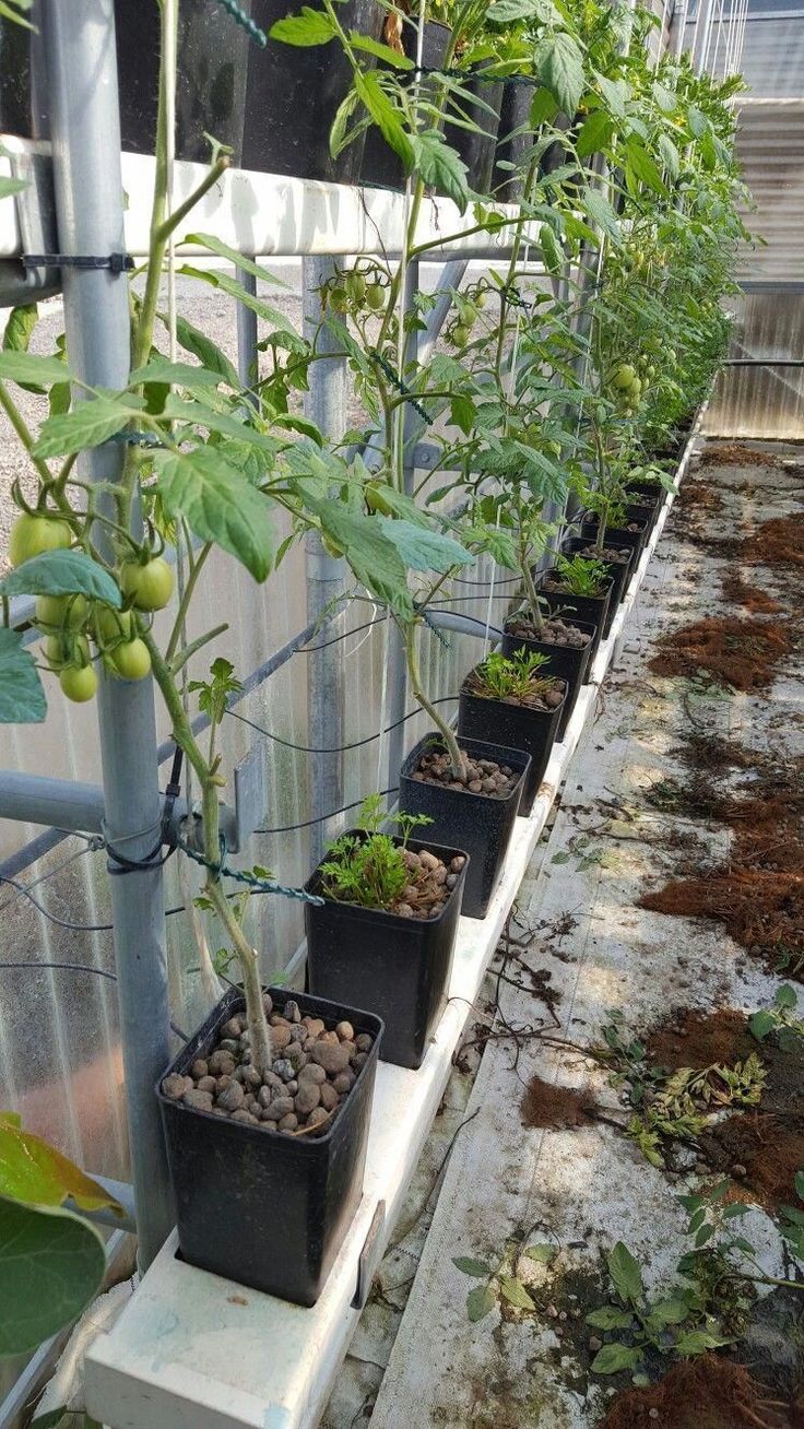 Hydroponic Tomatoes