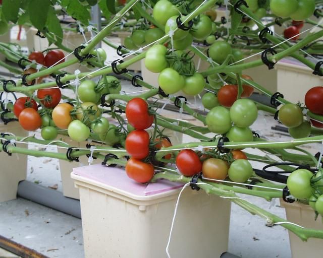 Indoor Tomato Growing Tutorial