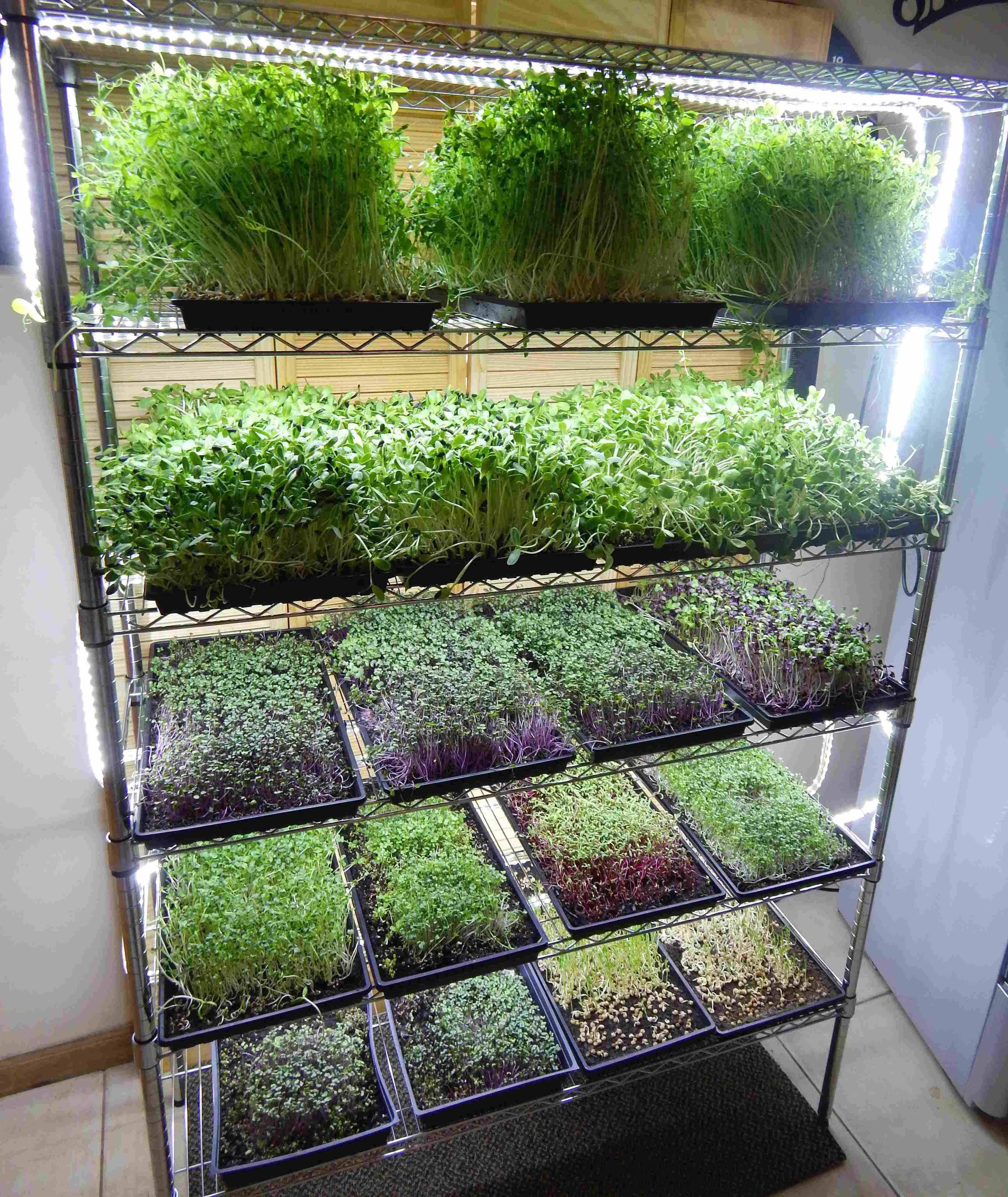 Favourite Vegetable Hydroponic Garden Ideas
