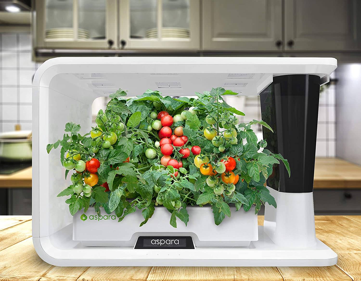 Indoor Hydroponic Wall Garden