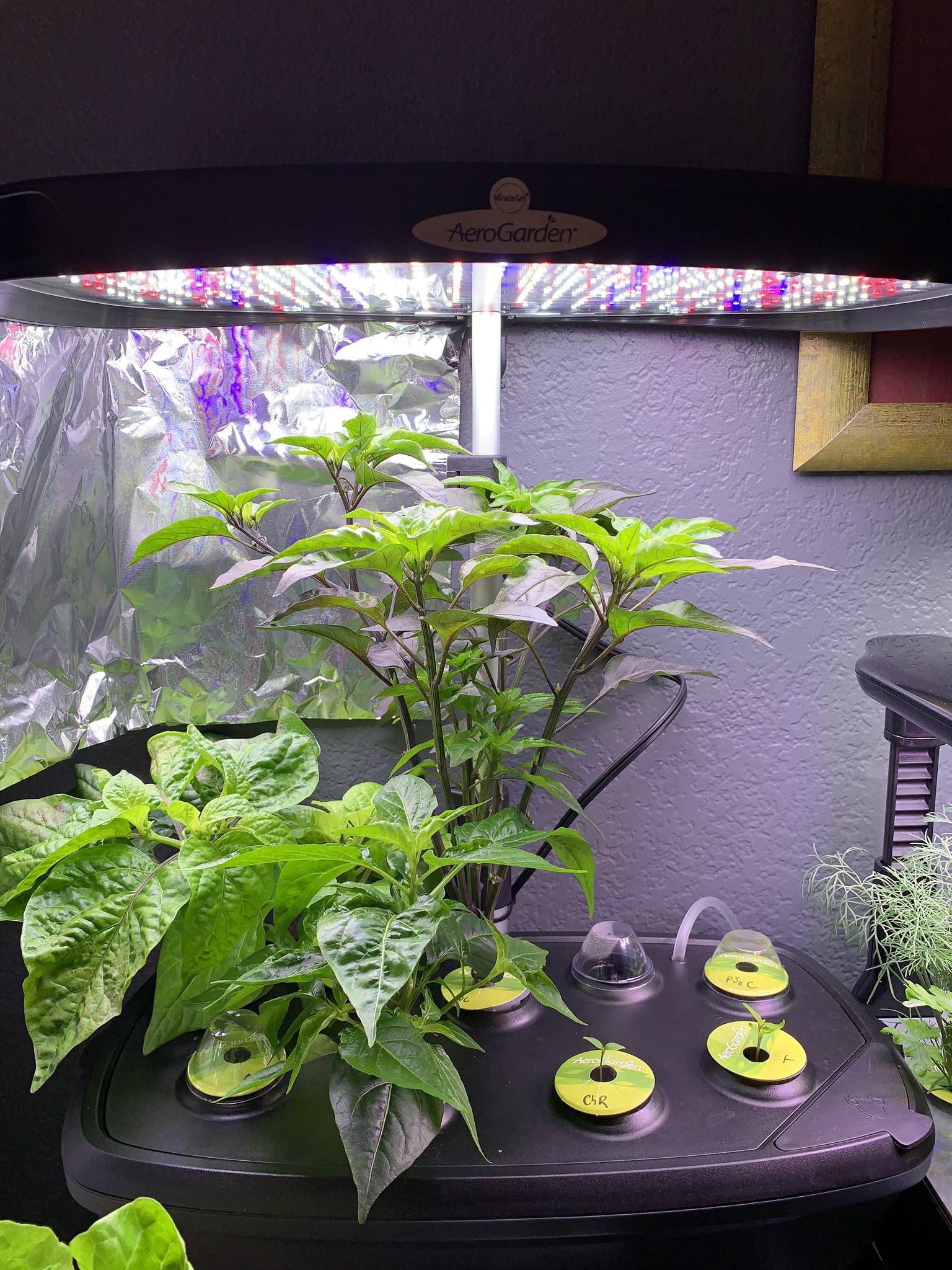 Aerogarden Xl Garden System