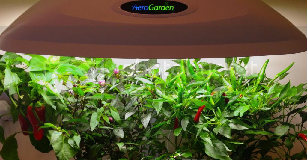 Aerogarden Grow Tips