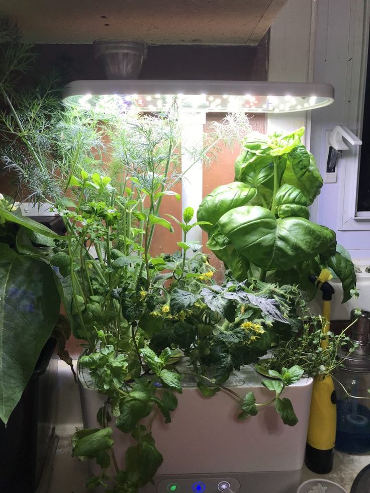 Aerogarden Pro