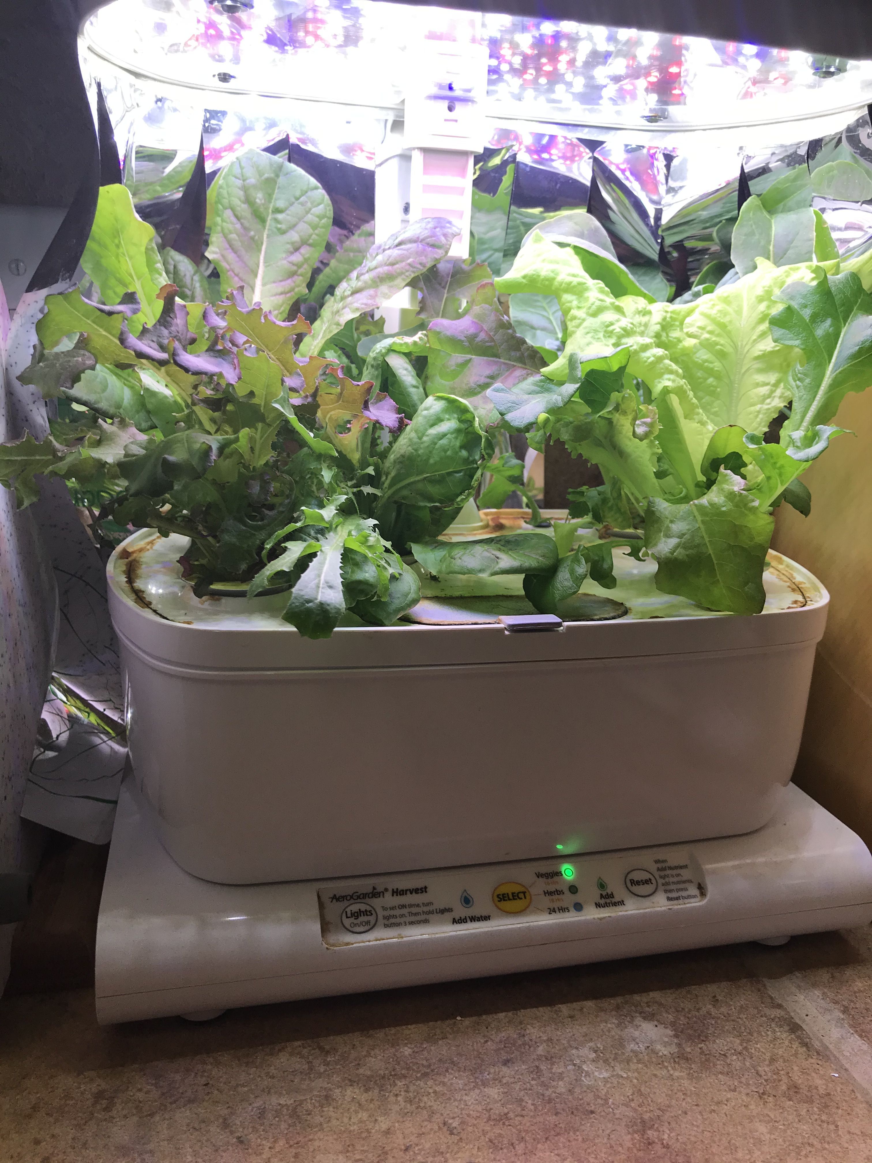 Easy Gardening