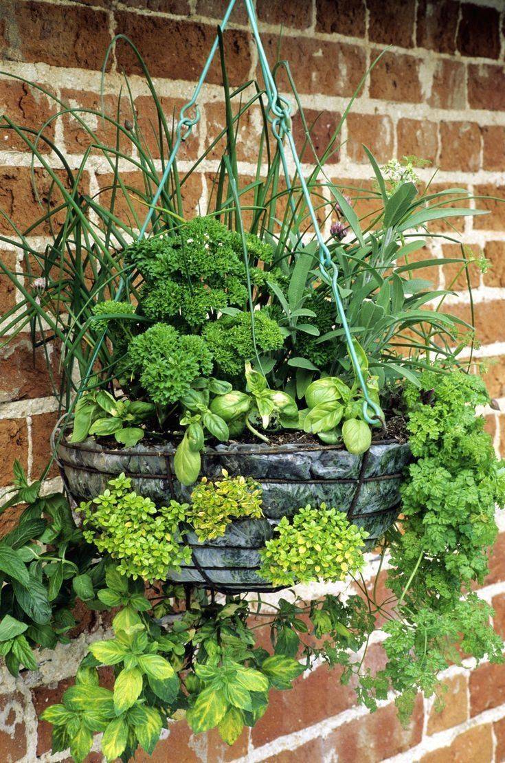 Simple Hydroponic Garden Ideas