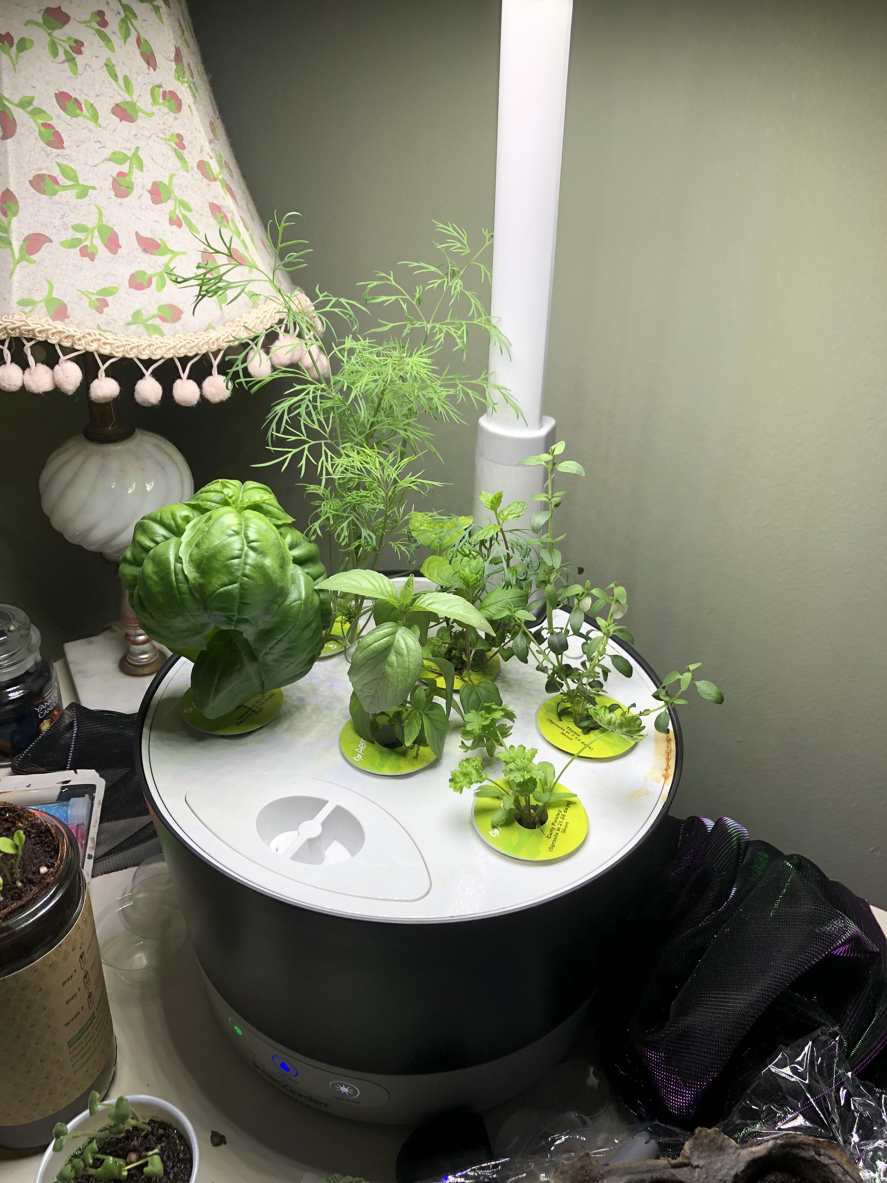 Indoor Hydroponic Wall Garden