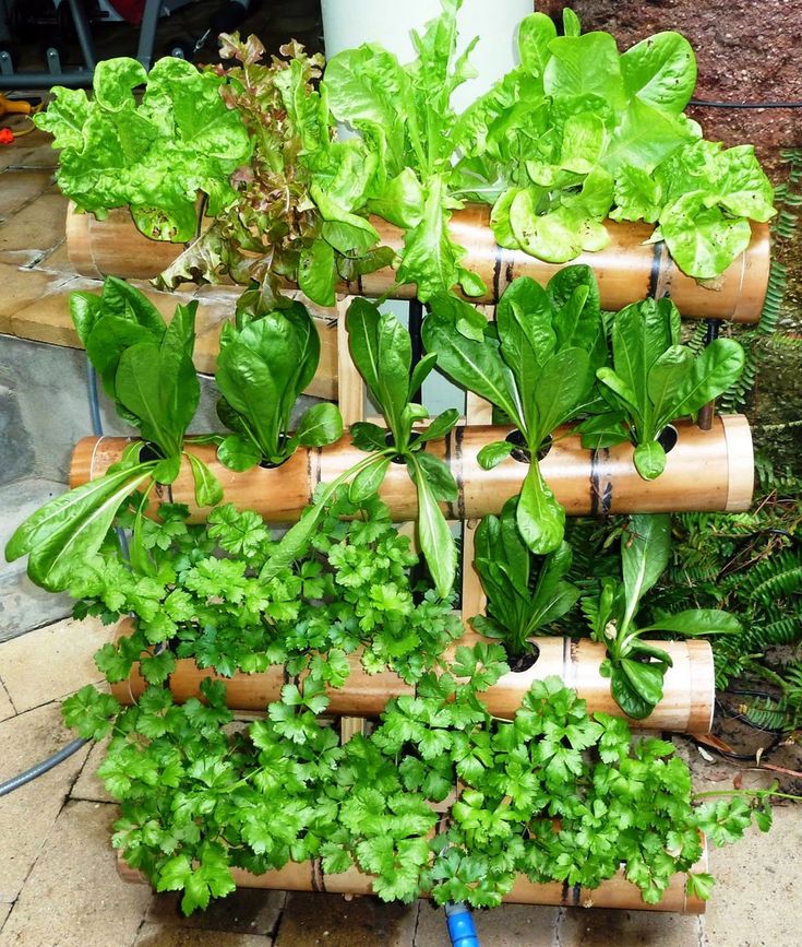 Top Best Hydroponic Herb Gardens