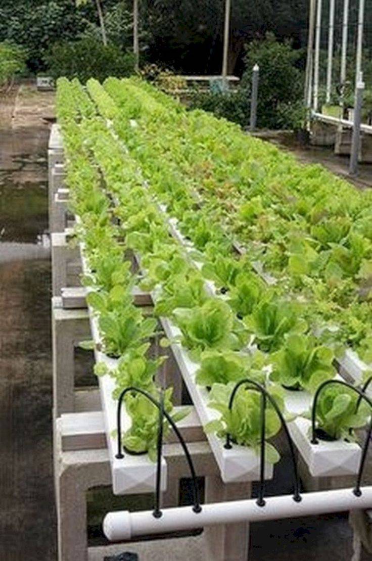 Easy Hydroponic Garden Ideas