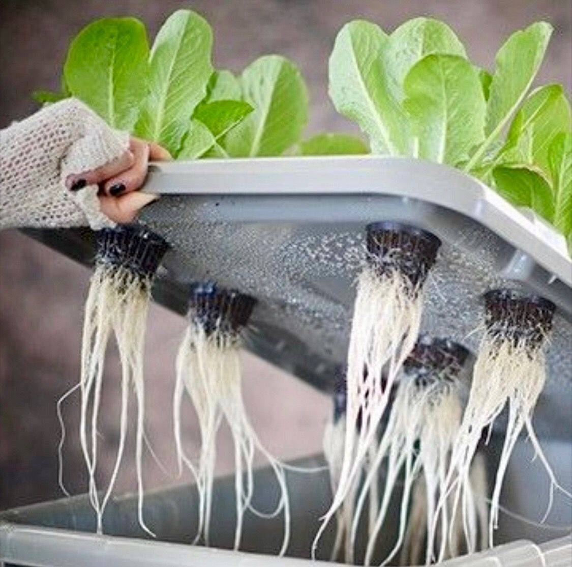 Best Hydroponic Gardening For Beginners Design Ideas Decor