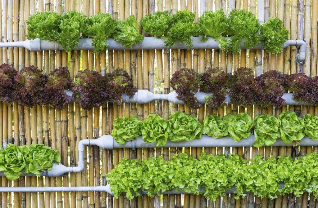 Awesome Indoor Hydroponic Wall Garden Design Ideas