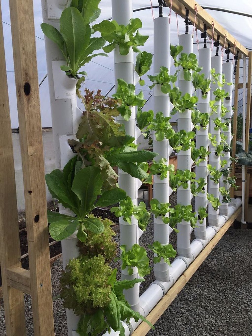 Indoor Hydroponic Wall Garden