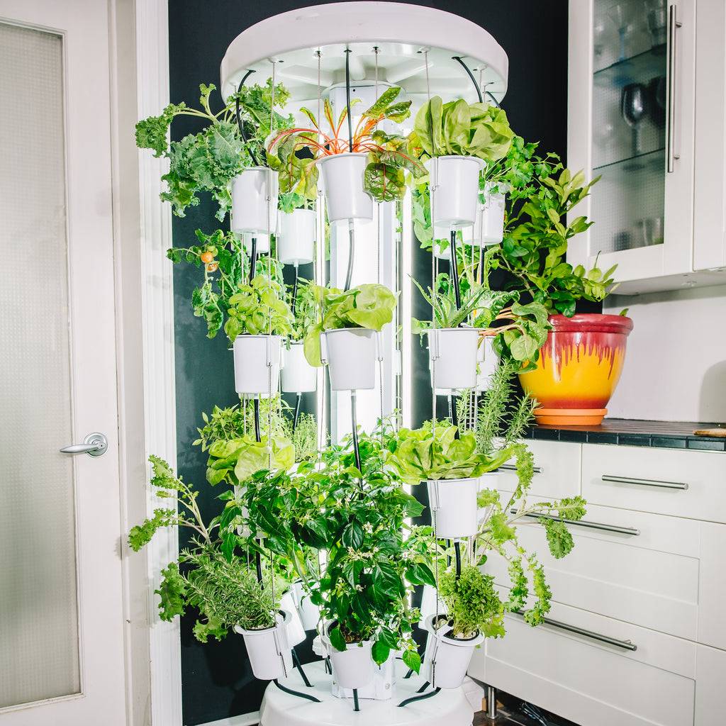 Best Indoor Hydroponic Grow Systems