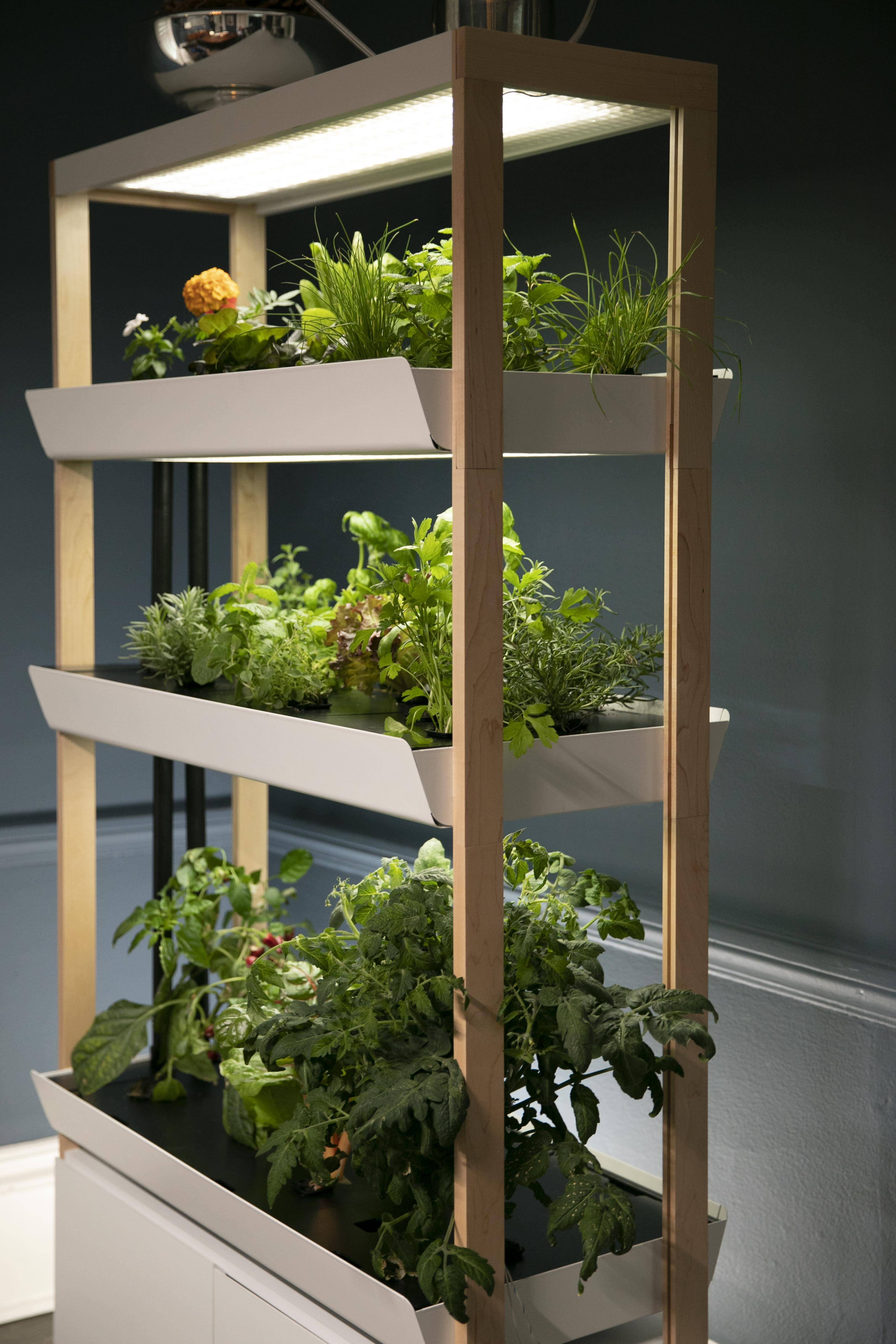 Indoor Hydroponic Wall Garden