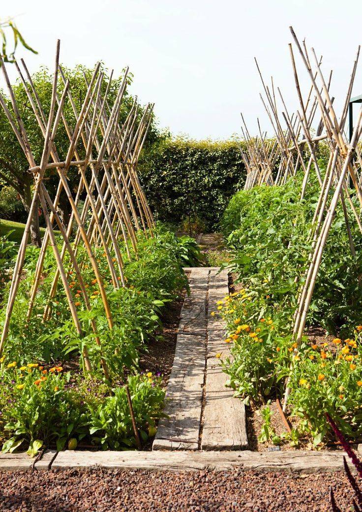 Tomato Garden Ideas Simphome Tomato Trellis