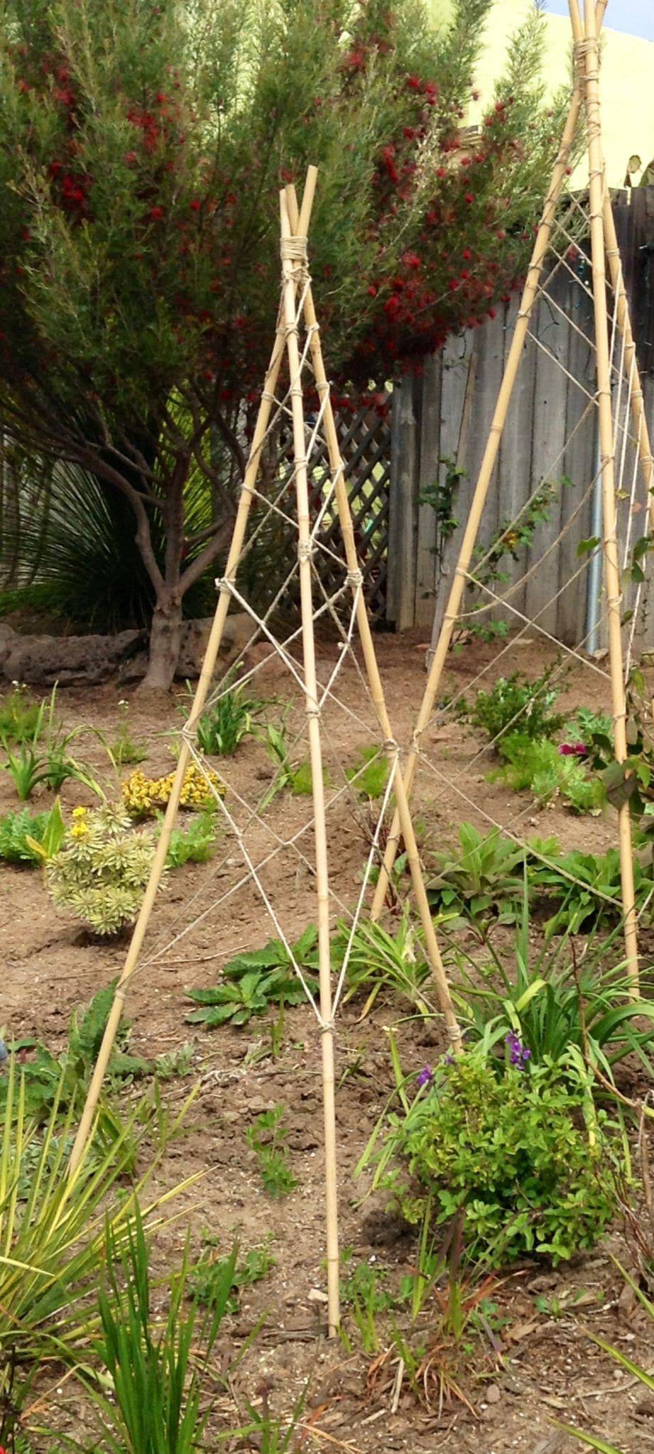 Unique Cucumber Trellis Ideas