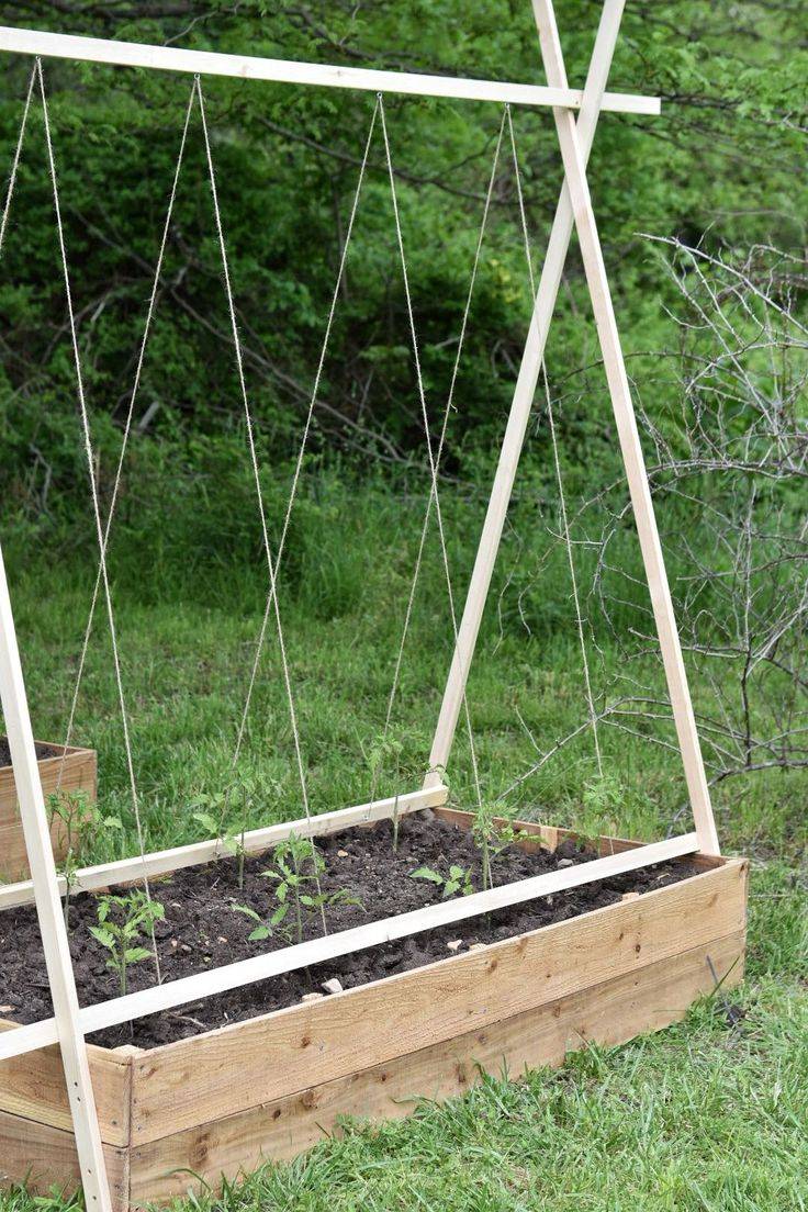 Tomato Trellis