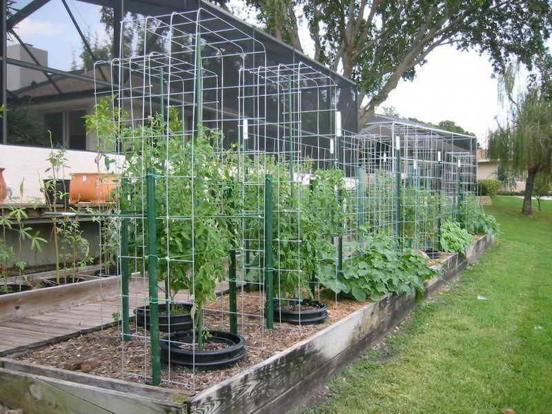 Bamboo Tomato Cages