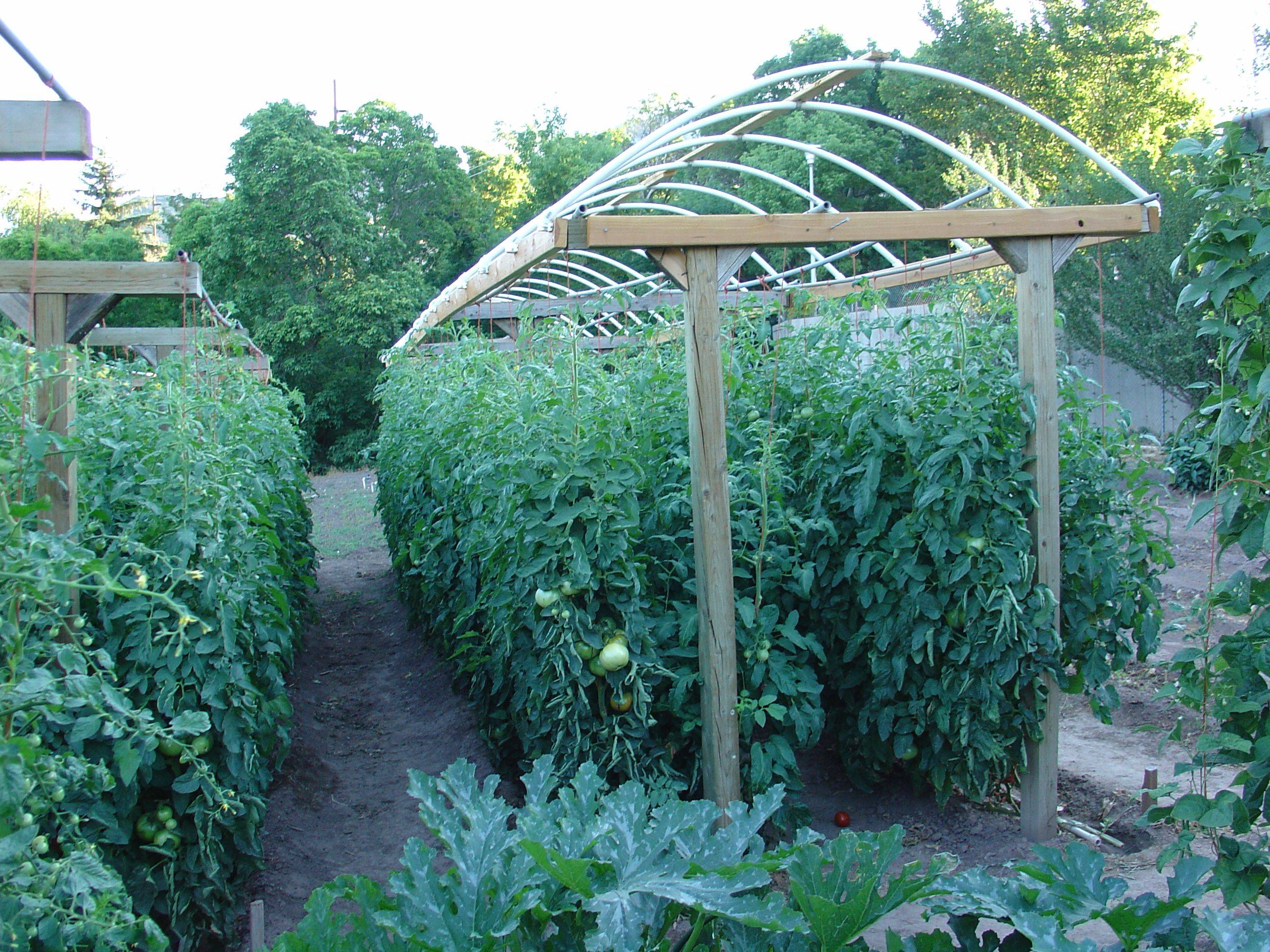My Tomato Trellis