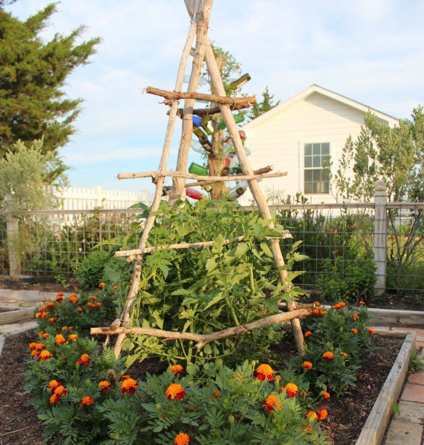 Tomato Trellis