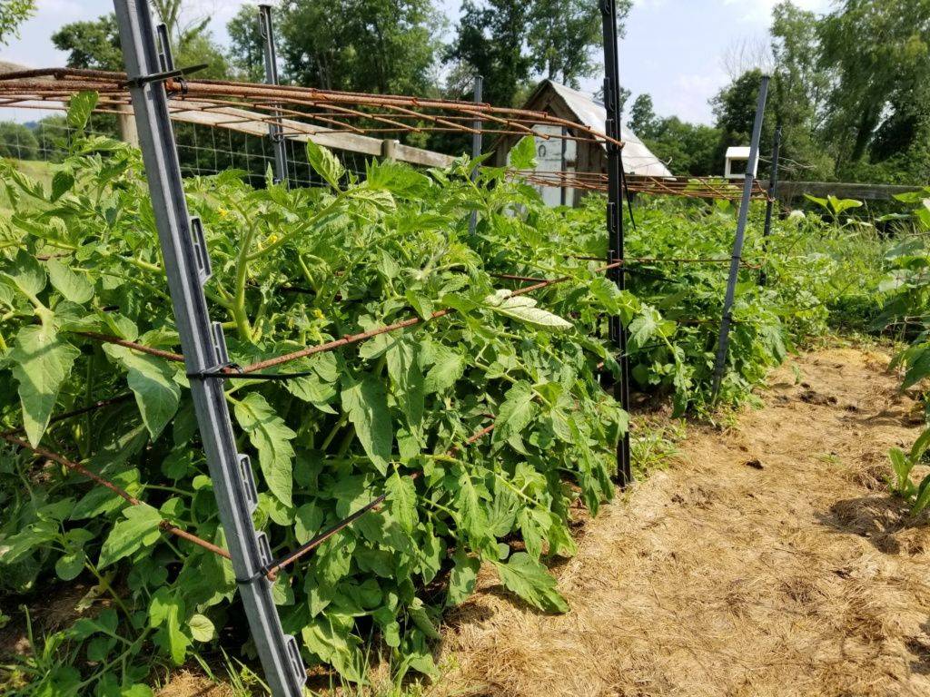 Plants Small Backyard Gardens