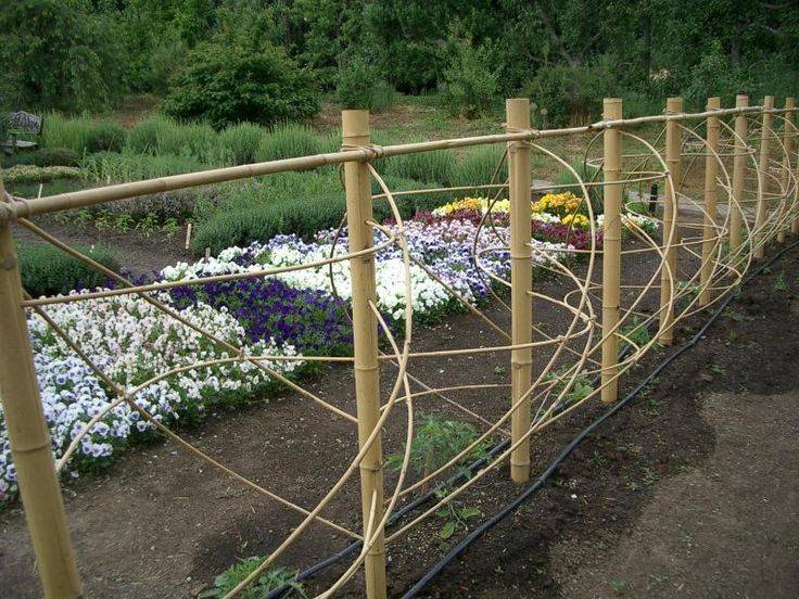 Tomato Cage Tomato Trellis