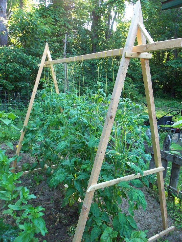 Tomato Trellis