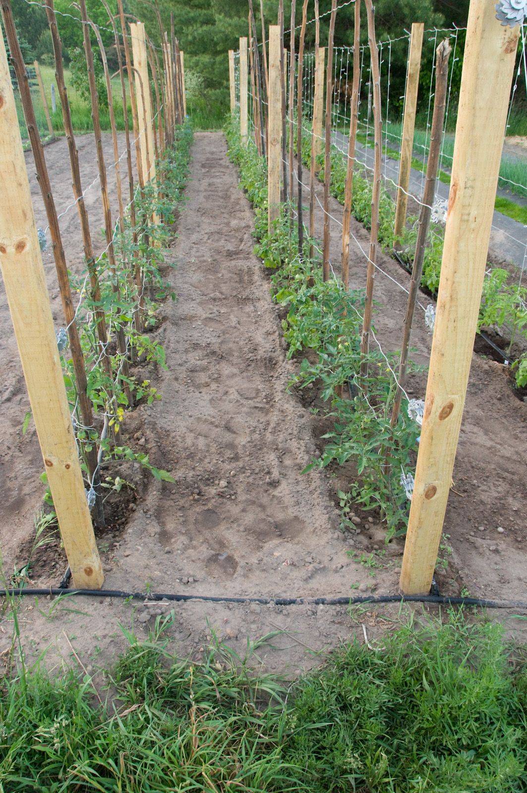 Tomato Trellises